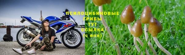 PSILOCYBIN Гусев